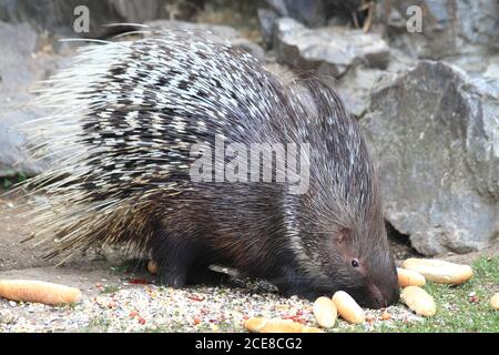 porcupine mange de vieux petits pains et légumes Banque D'Images