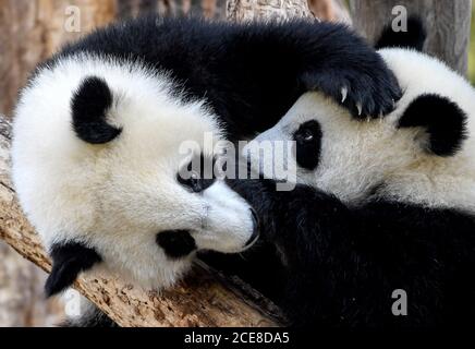 Berlin, Allemagne. 17 août 2020. Les panda jumeaux Pit et Paule jouent et se câliner dans leur enceinte dans le zoo de Berlin. Ils ont un an. Ils sont les premiers pandas à naître en Allemagne. Credit: Britta Pedersen/dpa-Zentralbild/ZB/dpa/Alay Live News Banque D'Images