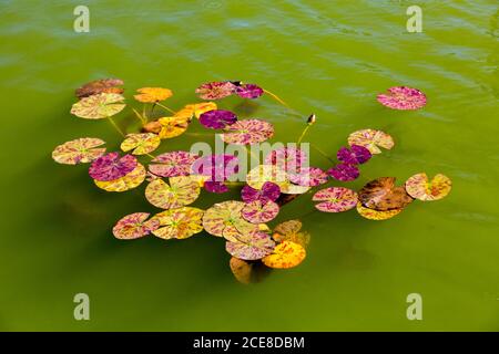 Des feuilles d'eau colorées et variées se trouvent dans la piscine à la Montacute House, Somerset, Angleterre, Royaume-Uni Banque D'Images