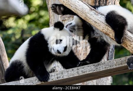 Berlin, Allemagne. 17 août 2020. Les panda jumeaux Pit et Paule jouent dans leur enceinte au zoo de Berlin. Ils ont un an. Ils sont les premiers pandas à naître en Allemagne. Credit: Britta Pedersen/dpa-Zentralbild/ZB/dpa/Alay Live News Banque D'Images