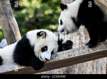 Berlin, Allemagne. 17 août 2020. Les panda jumeaux Pit et Paule jouent dans leur enceinte au zoo de Berlin. Ils ont un an. Ils sont les premiers pandas à naître en Allemagne. Credit: Britta Pedersen/dpa-Zentralbild/ZB/dpa/Alay Live News Banque D'Images