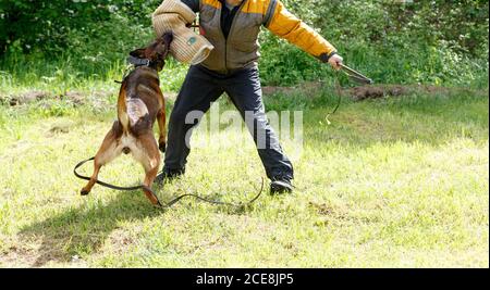 L'instructeur conduit la leçon avec le Berger belge. Le chien protège son maître. Travail de protection pour chiens de berger belge Banque D'Images