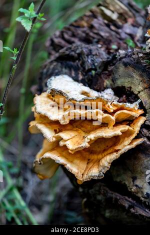 Polypor géant. Meripilus giganteus (Bjerkanderaceae) sur un tronc d'arbre tombé à Abington Park, Northampton, Angleterre, Royaume-Uni. Banque D'Images