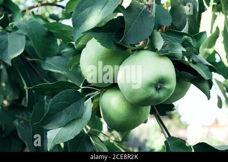 Les pommes vertes fraîches qui pendent d'une branche sont couvertes de feuilles vertes.fruit de près Banque D'Images