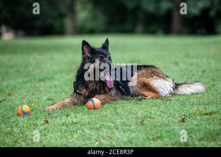 Un Shepard allemand qui pond avec ses balles à Abington Park, Northampton, Angleterre, Royaume-Uni. Banque D'Images