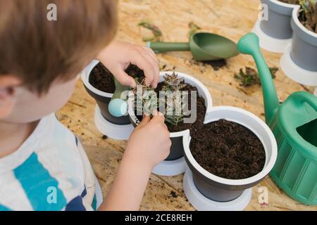 Du dessus de la récolte anonyme enfant dans le port décontracté debout près de pots similaires tout en plantant cactus dans le sol près de l'arrosage une petite truelle sur une table en bois Banque D'Images