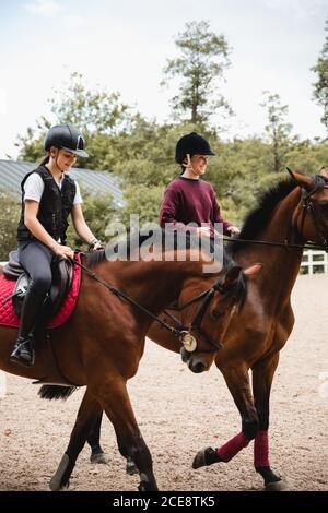 Jeune contenu équestrians femmes formation sur le paddock et l'équitation châtaignier chevaux pendant le dressage Banque D'Images