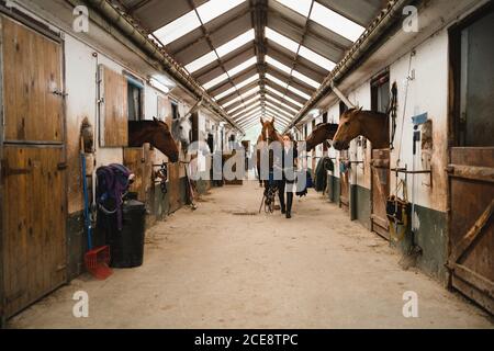 Équestres femelles avec des reins et des briddles marchant le long de l'écurie avec cheval et regarder l'appareil photo Banque D'Images