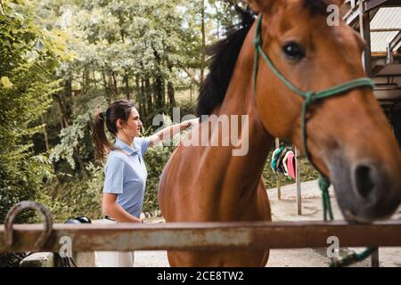 Vue latérale d'une femme très occupée se tenant près de la grange et toilettage d'un cheval obéissant avec une brosse Banque D'Images