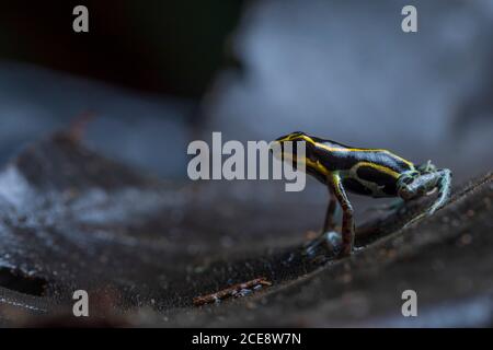 Gros plan de petite grenouille empoisonnée réticulée ou Ranitomeya ventrimaculata avec Des lignes jaunes au dos sont originaires de l'Amérique du Sud nature Banque D'Images