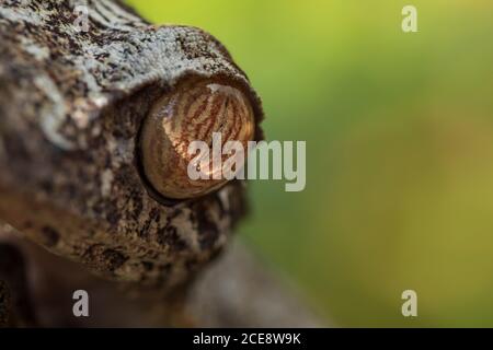 Gros plan de l'œil de la gecko marron à pois assis dans la nature avec un arrière-plan vert flou Banque D'Images