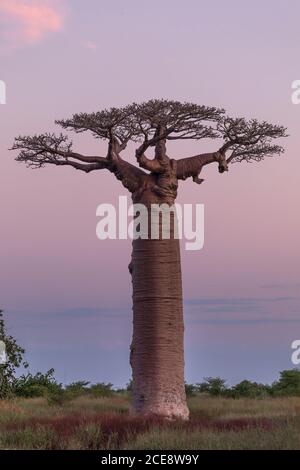 Silhouettes d'énormes baobabs poussant dans le parc sur fond de un coucher de soleil spectaculaire Banque D'Images