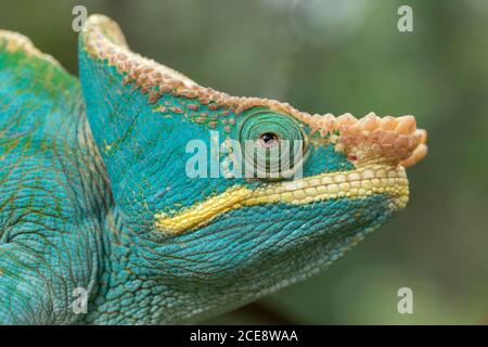 Vue latérale gros plan d'un incroyable caméléon sur fond vert. Calumma parsonii Banque D'Images