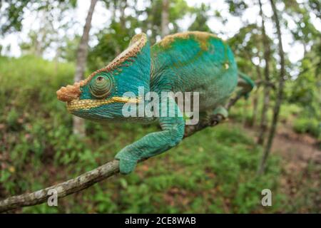 Vue latérale gros plan d'un incroyable caméléon assis sur une branche avec la jungle en arrière-plan. Calumma parsonii Banque D'Images