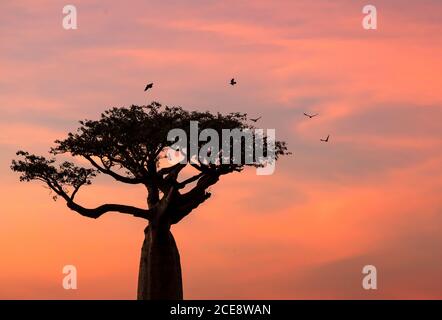 Silhouettes d'énormes baobabs poussant dans le parc sur fond de un coucher de soleil spectaculaire Banque D'Images