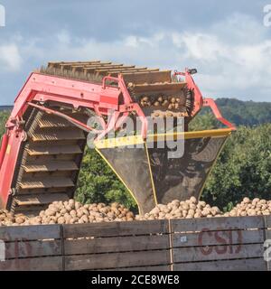 Rampe de déchargement de la récolteuse de pommes de terre Grimme qui dépose les pommes de terre nettoyées dans des boîtes de rangement en bois sur une remorque travaillant en tandem avec la récolteuse. Banque D'Images