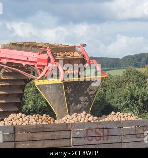 Rampe de déchargement de la récolteuse de pommes de terre Grimme qui dépose les pommes de terre nettoyées dans des boîtes de rangement en bois sur une remorque travaillant en tandem avec la récolteuse. Banque D'Images