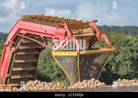 Rampe de déchargement de la récolteuse de pommes de terre Grimme qui dépose les pommes de terre nettoyées dans des boîtes de rangement en bois sur une remorque travaillant en tandem avec la récolteuse. Banque D'Images