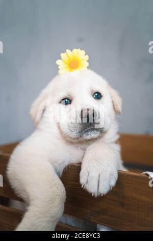 Un adorable petit extrait d'or dans une boîte en bois avec une fleur sur la tête Banque D'Images