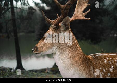 Vue latérale sur le cerf sauvage à pois avec bois de pasteurs bois près de l'étang le jour nuageux Banque D'Images