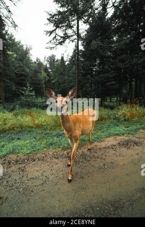 Jeunes cerfs se tenant sur une route de sable humide sur fond de conifères dans les bois le jour couvert Banque D'Images