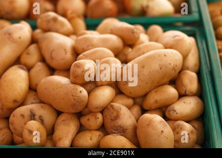 Grand angle de tas de pommes de terre mûres placées dans le plastique conteneur dans l'épicerie rustique Banque D'Images