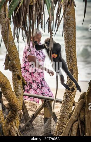 Sri Lanka, Ahangama, Surf Beach Hotel. Insight Resort (hôtel Djoser). Femme marchant sur la plage. Langur à face violette (Trachypithecus vetulus) avec fruits Banque D'Images