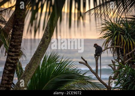 Sri Lanka, Ahangama, Surf Beach Hotel. Insight Resort (hôtel Djoser). Langur à face violette (Trachypithecus vetulus). Endémique au Sri Lanka. En voie de disparition. Banque D'Images