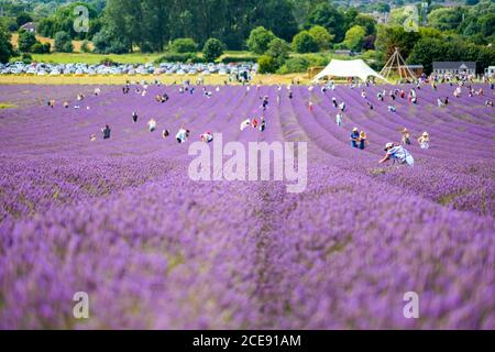 Les gens cueillant de la lavande fraîche dans les champs de Hitchin. Banque D'Images