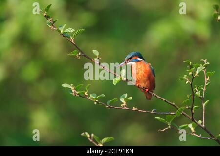 Un Kingfisher perché sur une petite branche. Banque D'Images