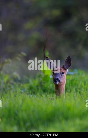 Un cerf de Roe solitaire dans un champ de haute herbe. Banque D'Images