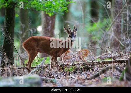 Un cerf de Roe solitaire dans une forêt. Banque D'Images