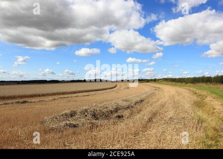 Les nuages de douche sur les champs de blé partiellement moissonnés dans un retard paysage d'été Banque D'Images