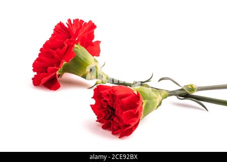 Fleurs de carnation rouges isolées sur fond blanc Banque D'Images