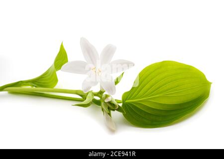 HostA plantaginea (Plantain Lily) isolé sur fond blanc Banque D'Images