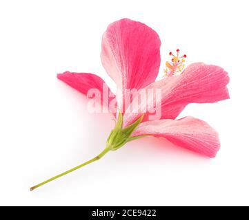 Fleur d'hibiscus rose isolé sur fond blanc Banque D'Images