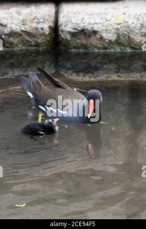 Un Moorhen adulte Gallinula chloropus avec une poussin sur le lac de plaisance de Trenance dans les jardins de Trenance à Newquay en Cornouailles. Banque D'Images