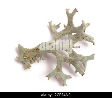 Cetraria islandica (mousse d'islande) isolée sur fond blanc Banque D'Images