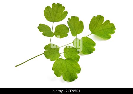 columbine meadow rue twigg isolé sur fond blanc Banque D'Images