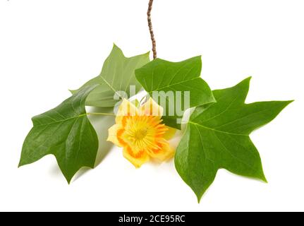 Branche Tulipier avec fleur isolée sur blanc Banque D'Images