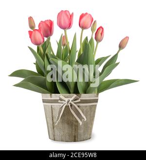 tulipes fleurs dans vase isolé sur fond blanc Banque D'Images