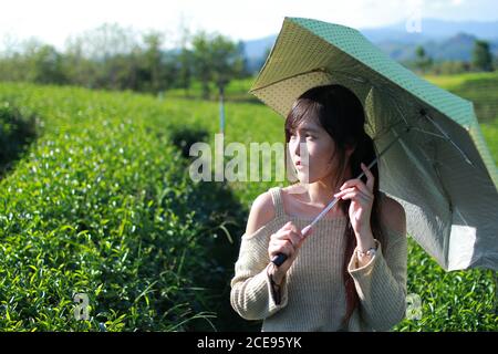 Jeune femme tenant son parapluie et se tenir dans la plantation de thé entourée par le ciel et la vue sur la montagne. Plantation de thé Choui Fong à Chiangrai, en Thaïlande Banque D'Images