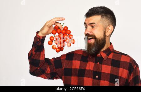 Un fermier au visage joyeux contient un bouquet de tomates cerises. Concept d'agriculture et de jardinage. Guy montre sa moisson. L'homme avec la barbe tient les baies de tomates isolées sur fond blanc Banque D'Images