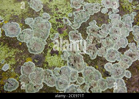 Sur une pierre humide, les lichens de la mousse rouillée poussent dans différentes nuances de vert. Banque D'Images