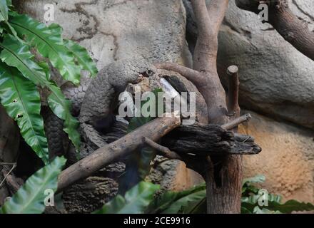 Taipei, Taïwan. 31 août 2020. Les pangolins au zoo de Taipei, Taïwan, le lundi 31 août 2020. Deux de ces animaux inhabituels, dont le corps est couvert de balances, seront donnés au zoo de Prague. Crédit : Michal Krumphanzl/CTK photo/Alay Live News Banque D'Images