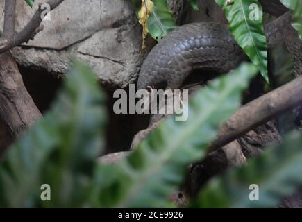 Taipei, Taïwan. 31 août 2020. Le pangolin au zoo de Taipei, Taïwan, le lundi 31 août 2020. Deux de ces animaux inhabituels, dont le corps est couvert de balances, seront donnés au zoo de Prague. Crédit : Michal Krumphanzl/CTK photo/Alay Live News Banque D'Images