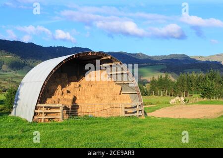 Une grange à demi-ronde, ou Quonset, pleine de balles de foin. Photographié dans une ferme de la région de Waikato, en Nouvelle-Zélande Banque D'Images