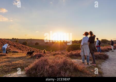 Rheden, pays-Bas - 24 août 2020 : visiteurs du parc national Veluwezoom profitant du coucher de soleil sur les collines de Posbank avec la lande pourpre en fleur dans t Banque D'Images