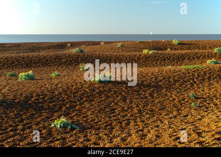 Le kale de mer qui grandit sur Shingle Street, une formation de plage unique à Suffolk, au Royaume-Uni Banque D'Images