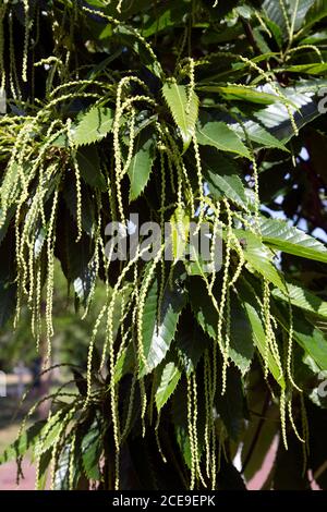 Le châtaignier (Castanea sativa), des chaînes avec de minuscules fleurs Banque D'Images